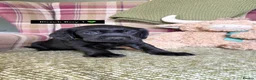 Cockerdor dogs for sale: GORGEOUS COCKERDOR PUPPIES💛🖤 - Advert 16