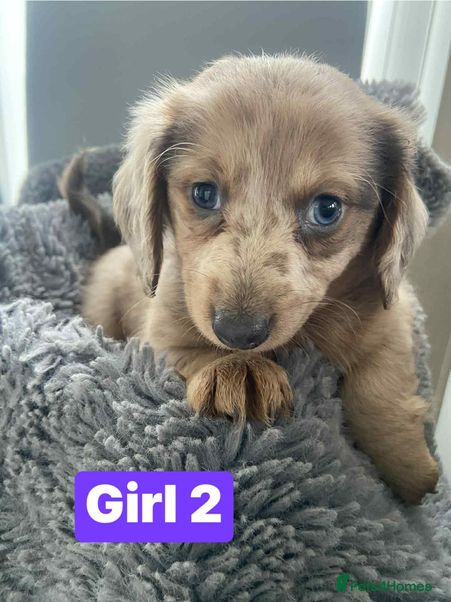 Dachshund dogs Dachshund  - Advert 16