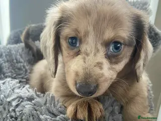 Dachshund dogs Dachshund - Advert 18