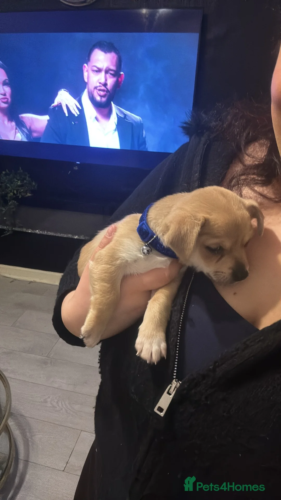 Mixed Breed dogs for sale: Chihuahua boy puppy for sale  - Advert 1