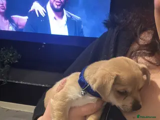 Mixed Breed dogs Chihuahua boy puppy for sale - Advert 1