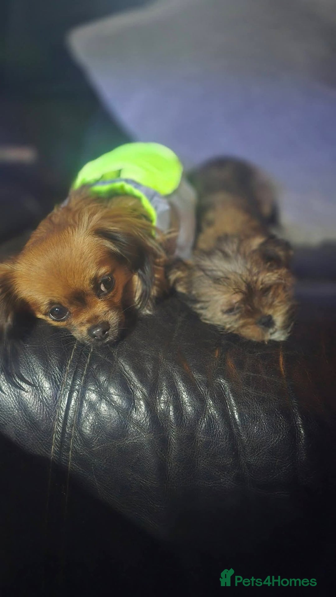 Mixed Breed dogs for sale: Lovely shih tzu x chihouha puppy - Advert 2