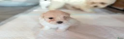 Maltese dogs for sale: 🐶 5 Beautiful Maltese🤍 in Coventry - Advert 10