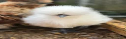 Chickens poultry for sale: White Silkie Hens in Newmarket - Advert 2