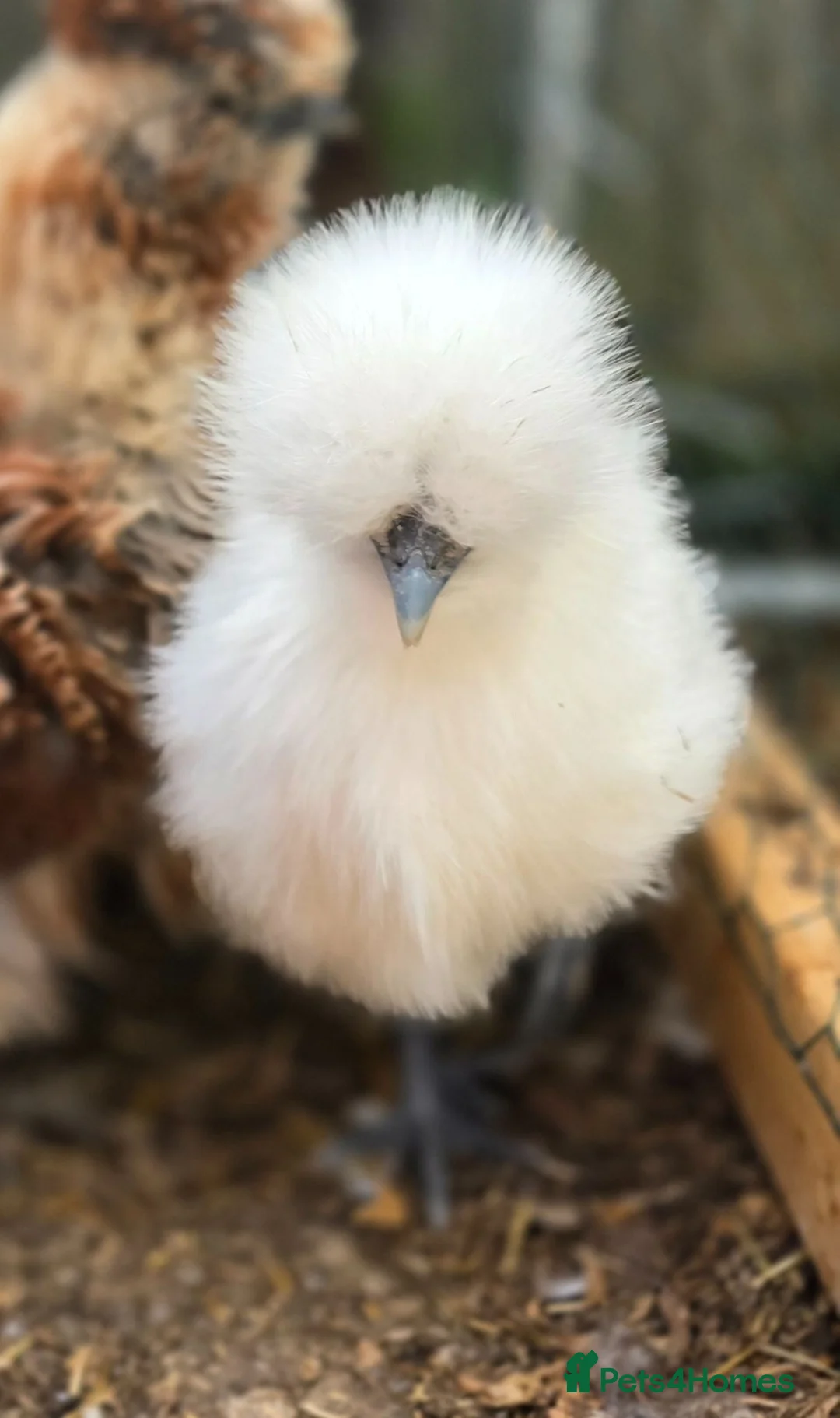 Chickens poultry for sale: White Silkie Hens in Newmarket - Advert 2