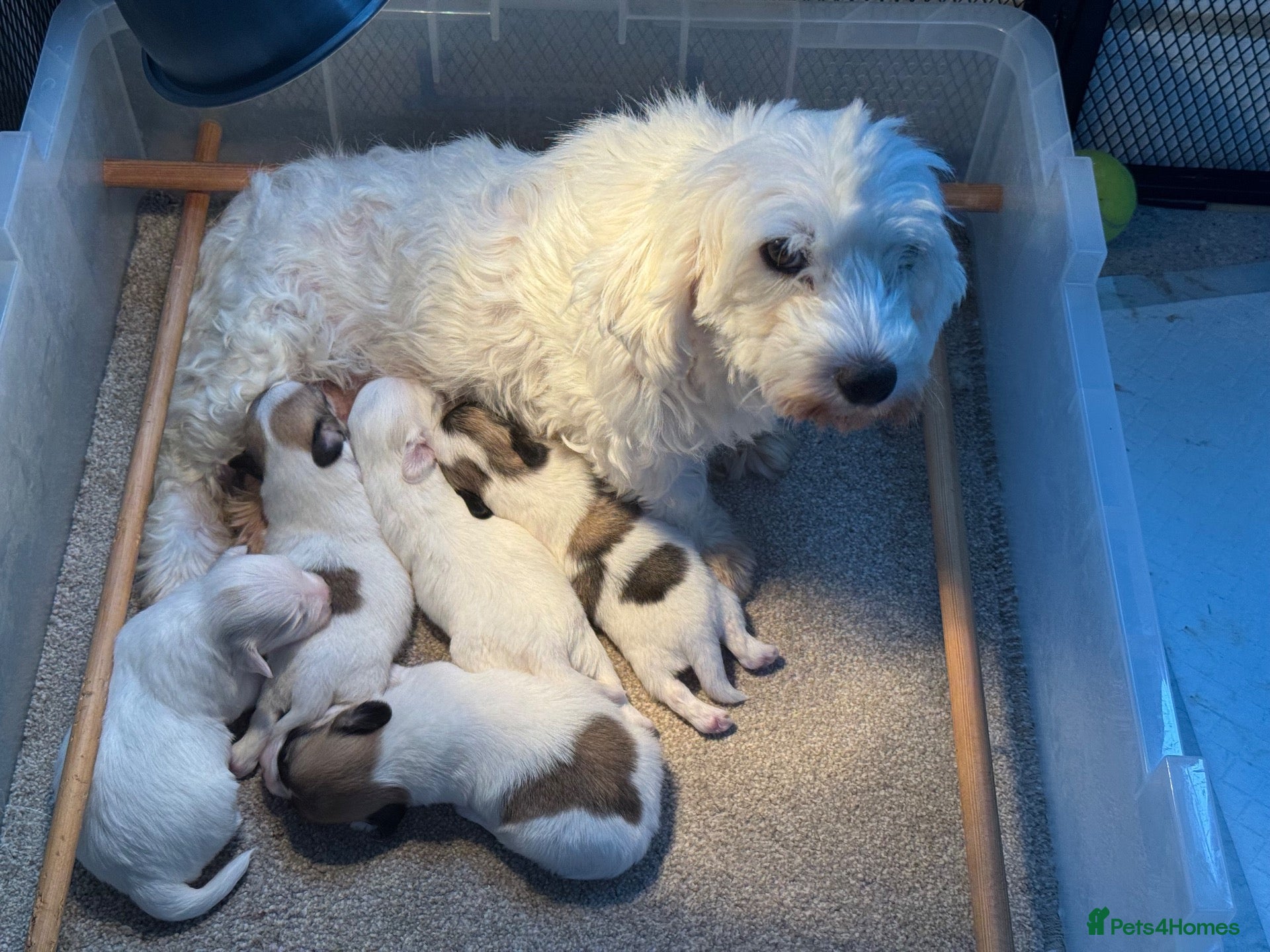 Coton De Tulear dogs for sale: Coton de tulear puppies for sale.  - Advert 10