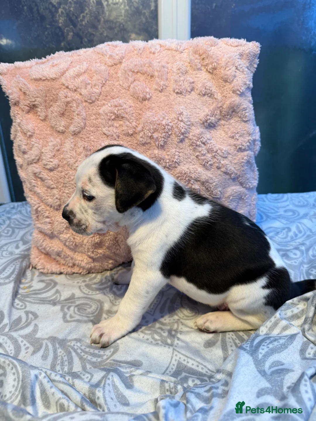 Mixed Breed dogs for sale: Came corso x pressa canario  in Dudley - Advert 13