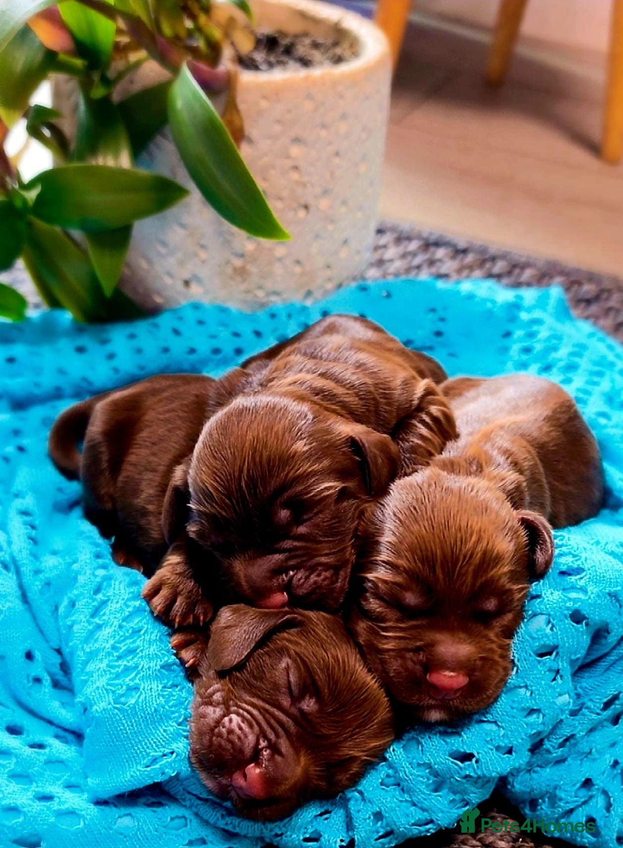 Cocker Spaniel dogs   KC REG Working Chocolate spaniels babies - Advert 1