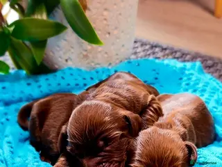 Cocker Spaniel dogs KC REG Working Chocolate spaniels babies - Advert 5