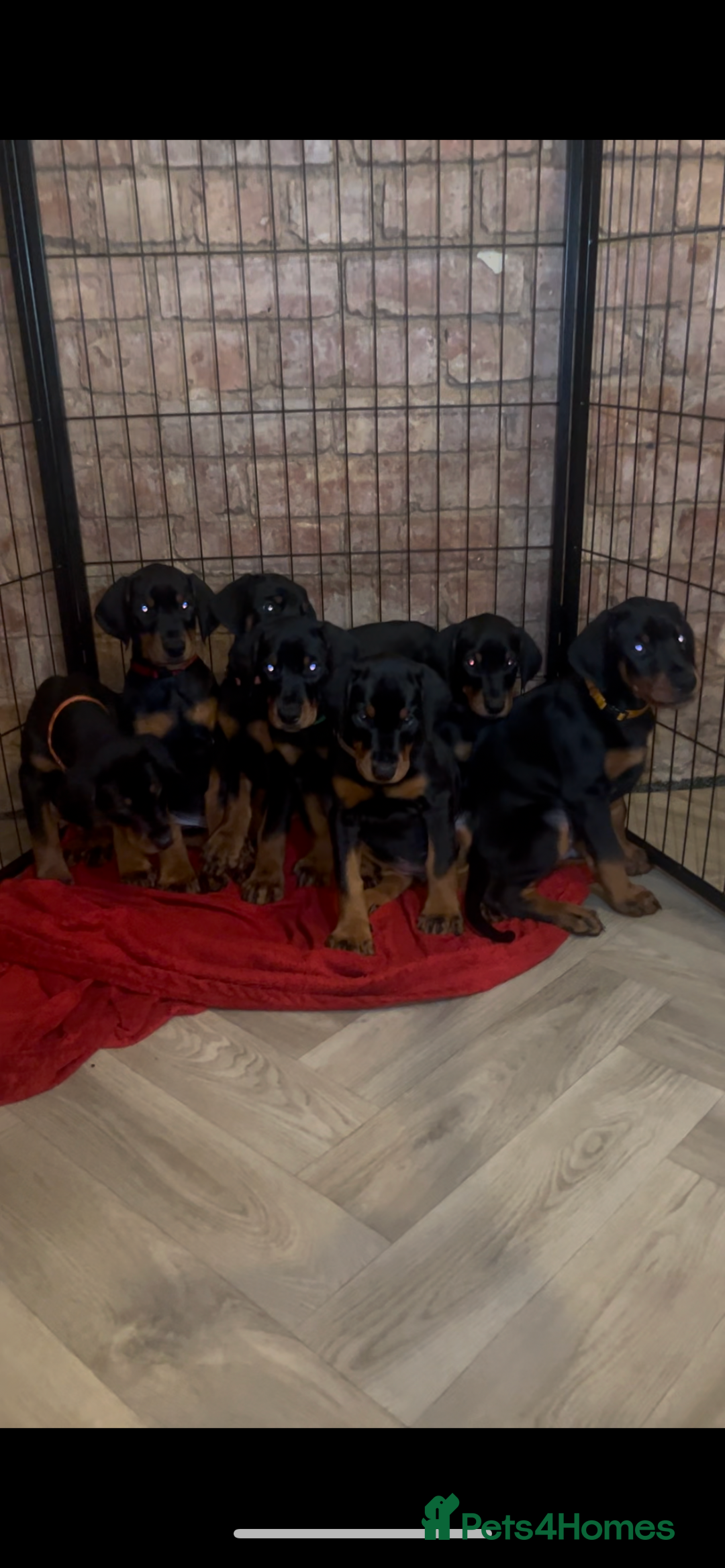 Dobermann dogs for sale: 🏆Supreme Dobermanns - Where Excellence Begins 🏆 - Advert 10