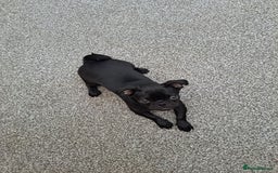 Pug dogs for sale: Beautiful pug ready for her forever home  - Image 1