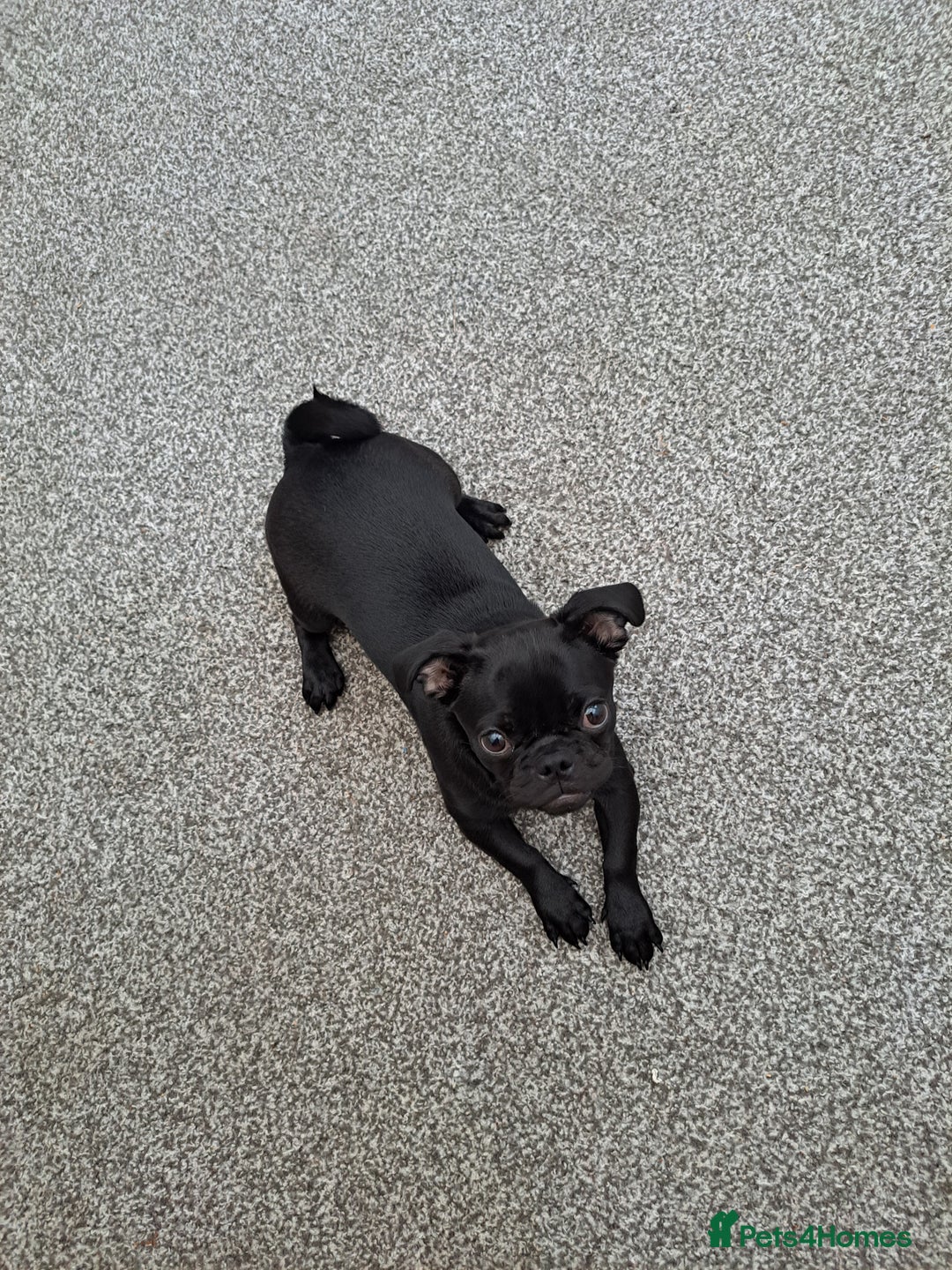 Pug dogs for sale: Beautiful pug ready for her forever home  - Image 1