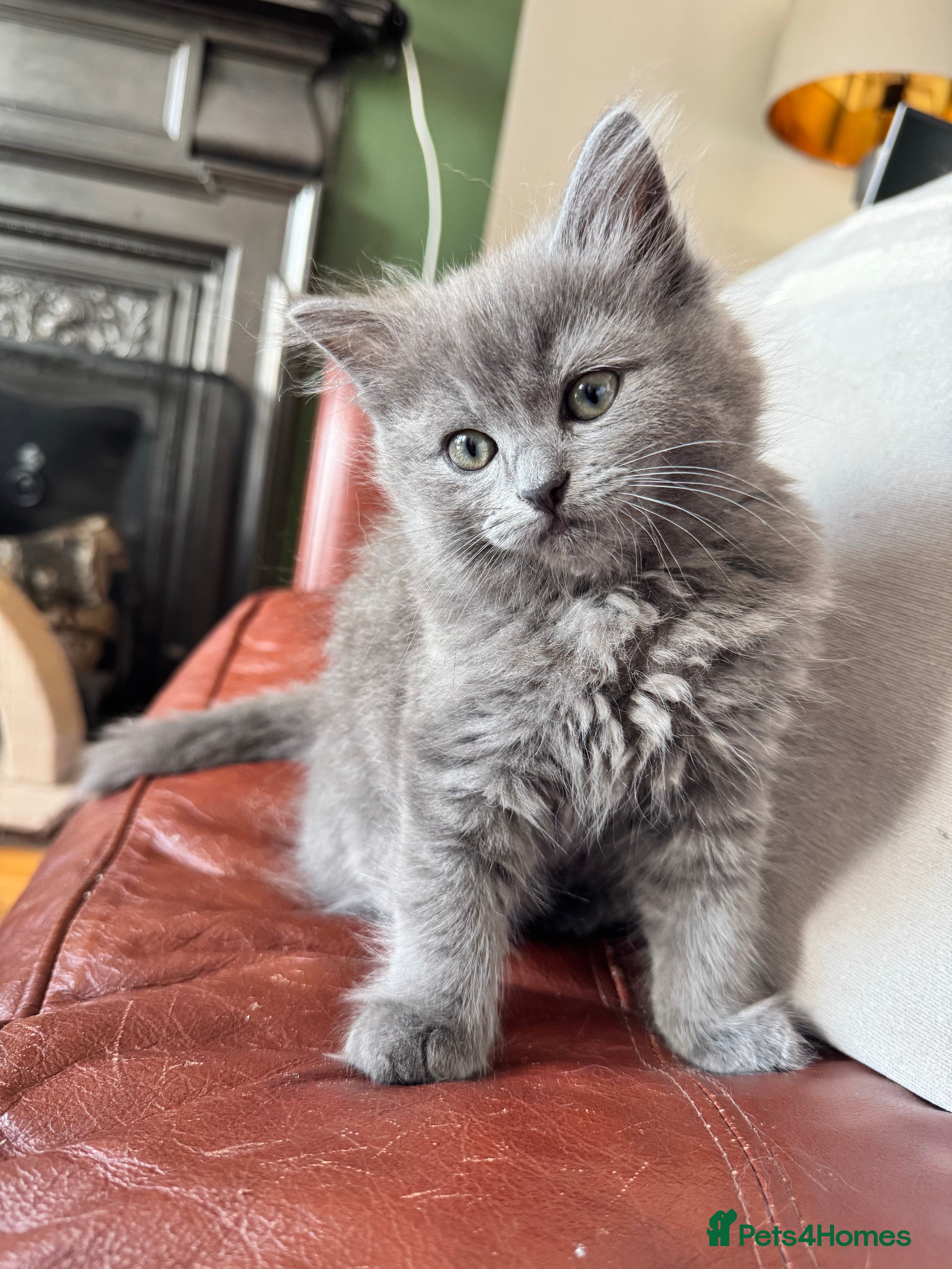 RagaMuffin cats Beautiful Ragamuffin (Ragdoll x BSH) kittens - Advert 2