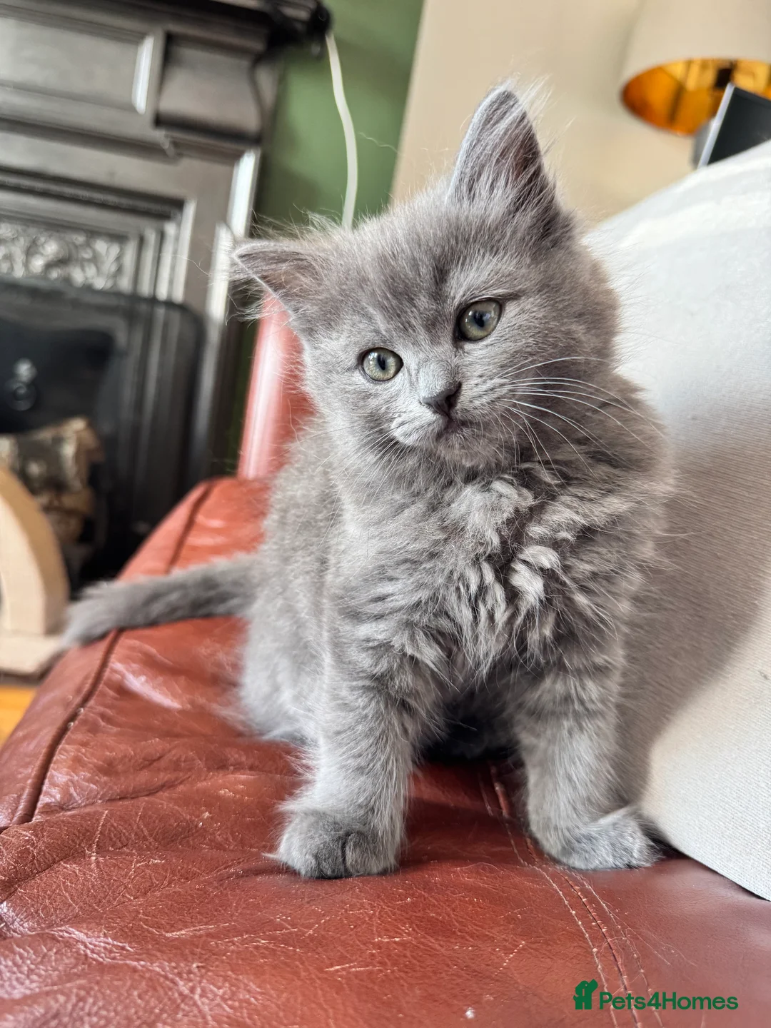 RagaMuffin cats for sale: Beautiful Ragamuffin (Ragdoll x BSH) kittens - Advert 2