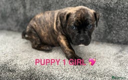 Staffordshire Bull Terrier dogs for sale: 4 staffy pups  - Image 3