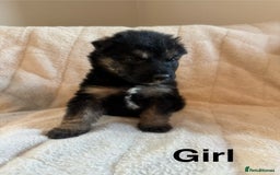 Mixed Breed dogs for sale: Slovakian shepherd x Rottie pups - Image 4