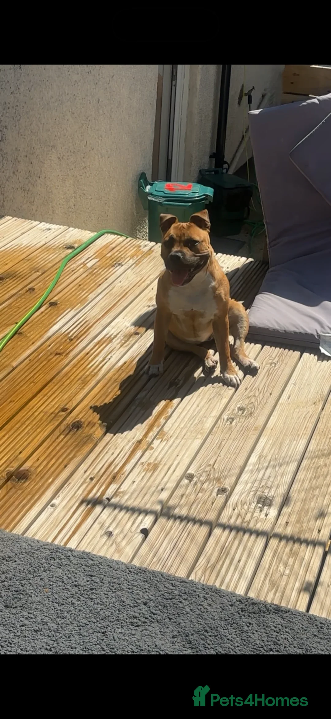 Staffordshire Bull Terrier dogs for sale: Red female staff puppy - Advert 2