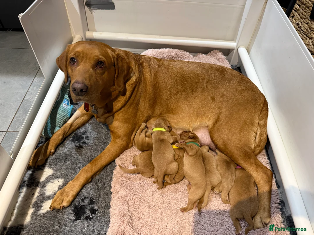 Labrador Retriever dogs for sale: Chunky Fox Red Pure Labradors  - Advert 1