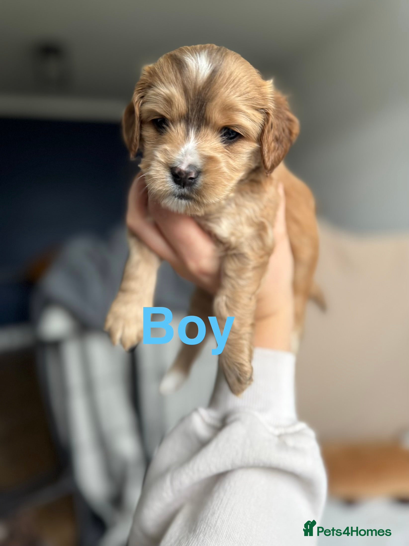 Cockapoo dogs ✨ Stunning F2 Cockapoo puppies for sale ✨ - Advert 1