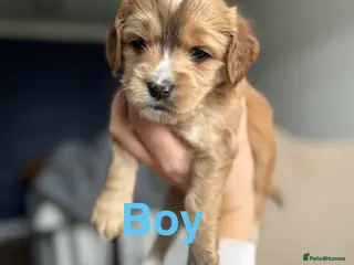 Cockapoo dogs ✨ Stunning F2 Cockapoo puppies for sale ✨ - Advert 1