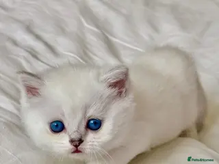 Scottish Fold cats Beautiful Scottish Fold Kittens Ready to leave - Advert 17