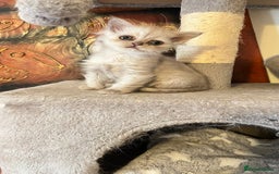 Persian cats for sale: Persian kitten ready to go - Image 21