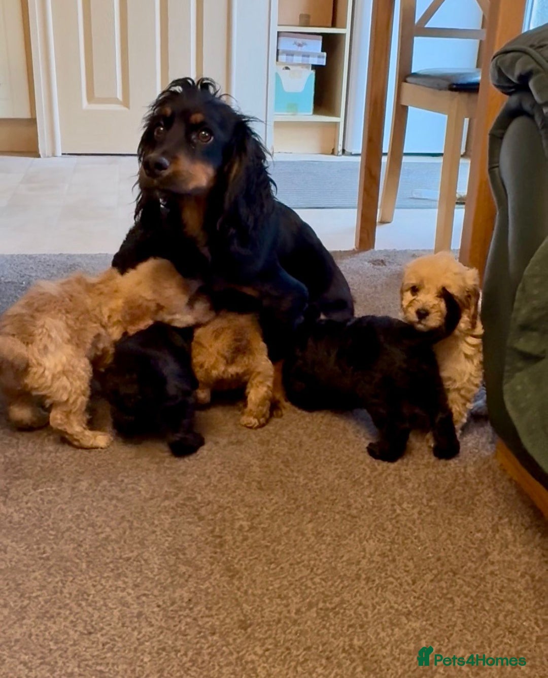 Cockapoo dogs for sale: cockerpoo puppies 3boys 3girls  - Advert 13