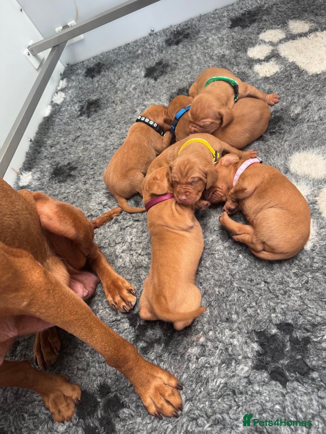 Hungarian Vizsla dogs for sale: Gorgeous KC Hungarian Vizsla puppies - Image 15