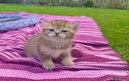 British Shorthair cats for sale: ✨🐾 Soft & Adorable Golden White Blue Kittens 🐾✨ - Image 3
