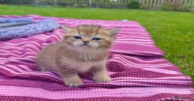 British Shorthair cats - Advert 15