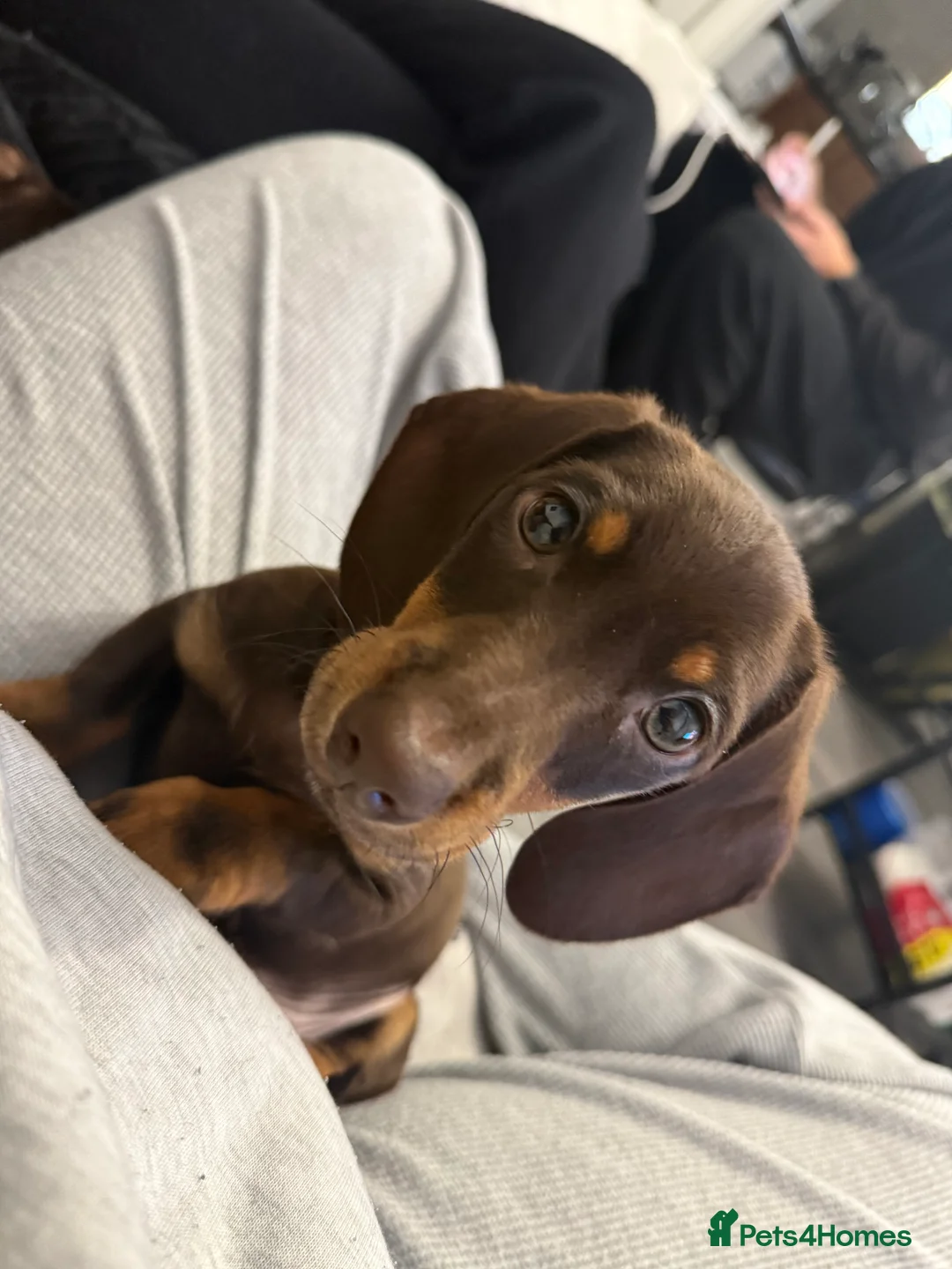 Miniature Dachshund dogs for sale: Adorable Miniature dachshund pup   - Advert 3