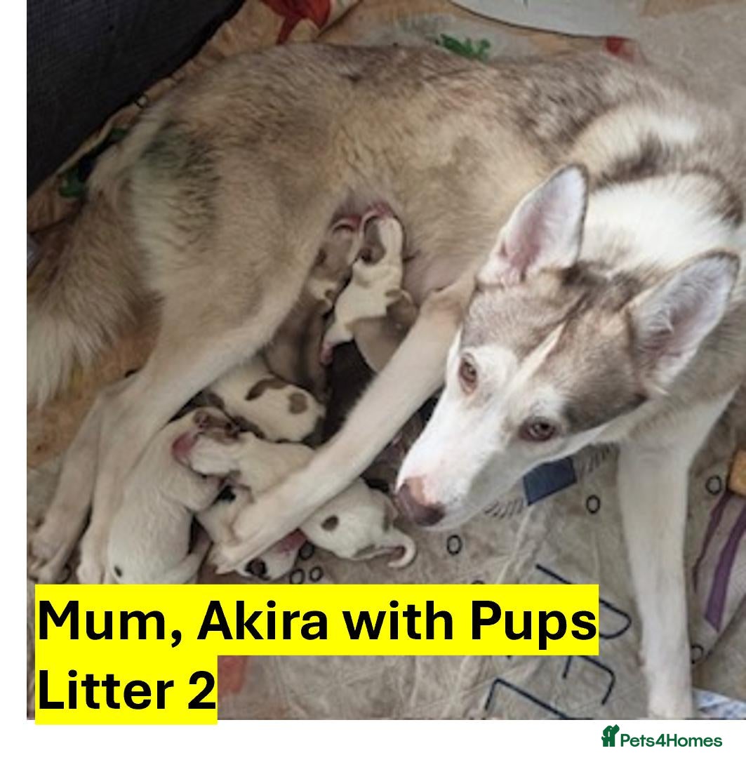 Siberian Husky dogs Beautiful Siberian Husky Puppies – Litter 2  - Advert 1