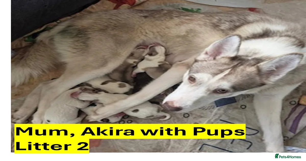 Siberian Husky Puppies for sale in Sheffield, South Yorkshire | Pets4Homes