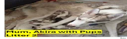 Siberian Husky dogs for sale: Beautiful Siberian Husky Puppies – Litter 2  - Advert 1