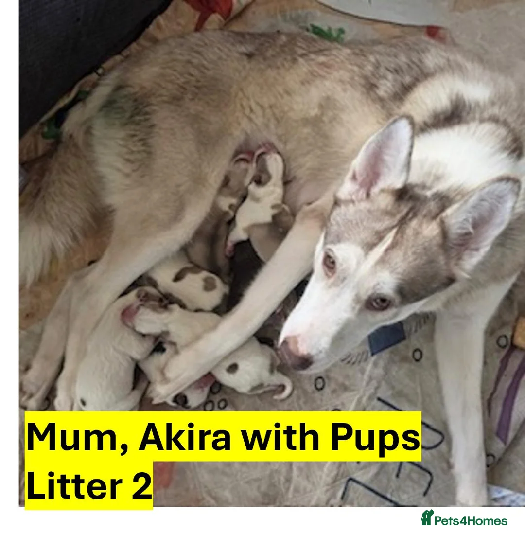 Siberian Husky dogs for sale: Beautiful Siberian Husky Puppies – Litter 2  - Advert 1