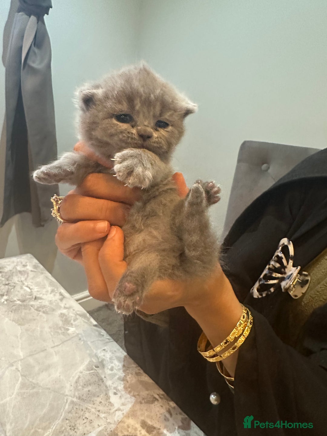 British Shorthair cats for sale: 3 beautiful British blue kitten - Image 2