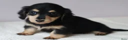 Miniature Dachshund dogs for sale: 5*Licensed+KCreg+PRAClear+Vetchecked+BLACK&CREAM - Advert 6