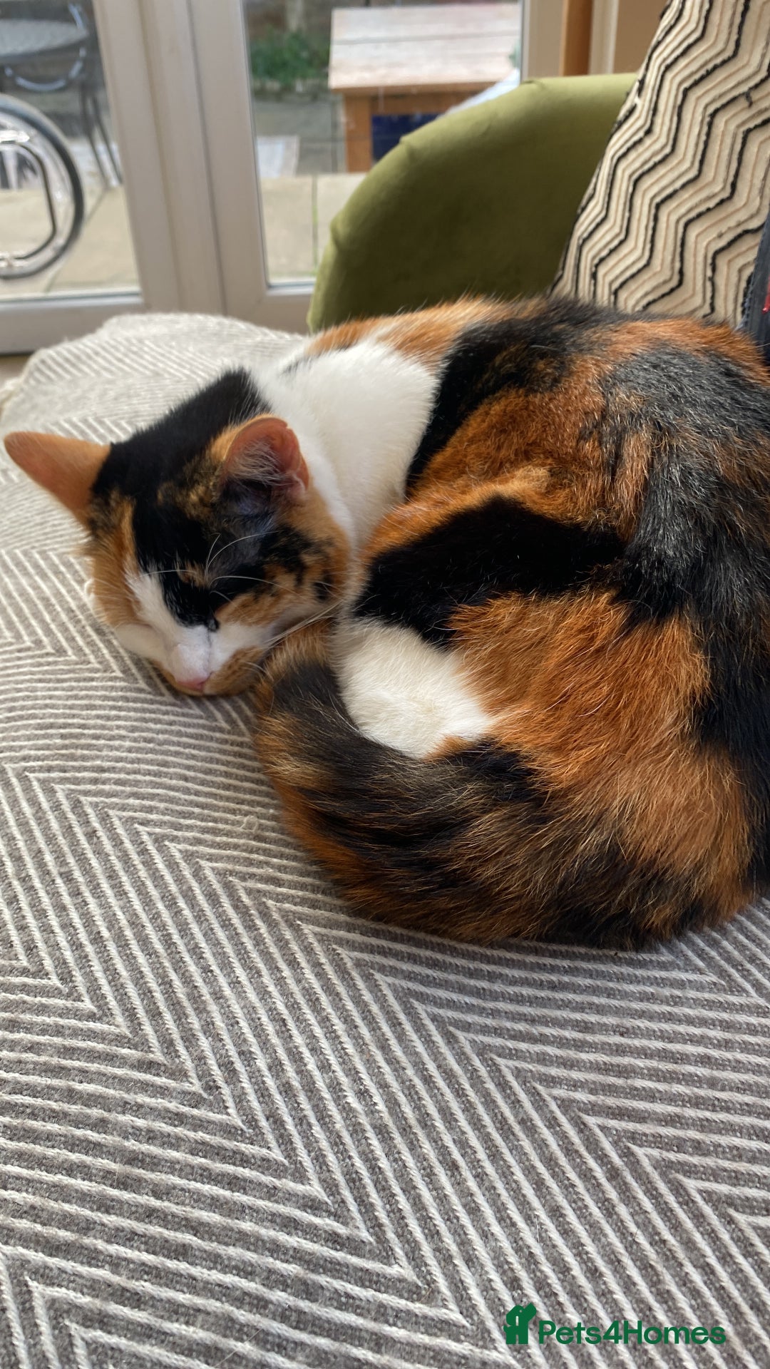 Mixed Breed cats for sale: mixed breed - turtle shell female 2 yrs old - Advert 6