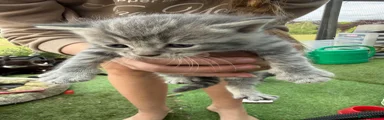 Light Grey Tabby