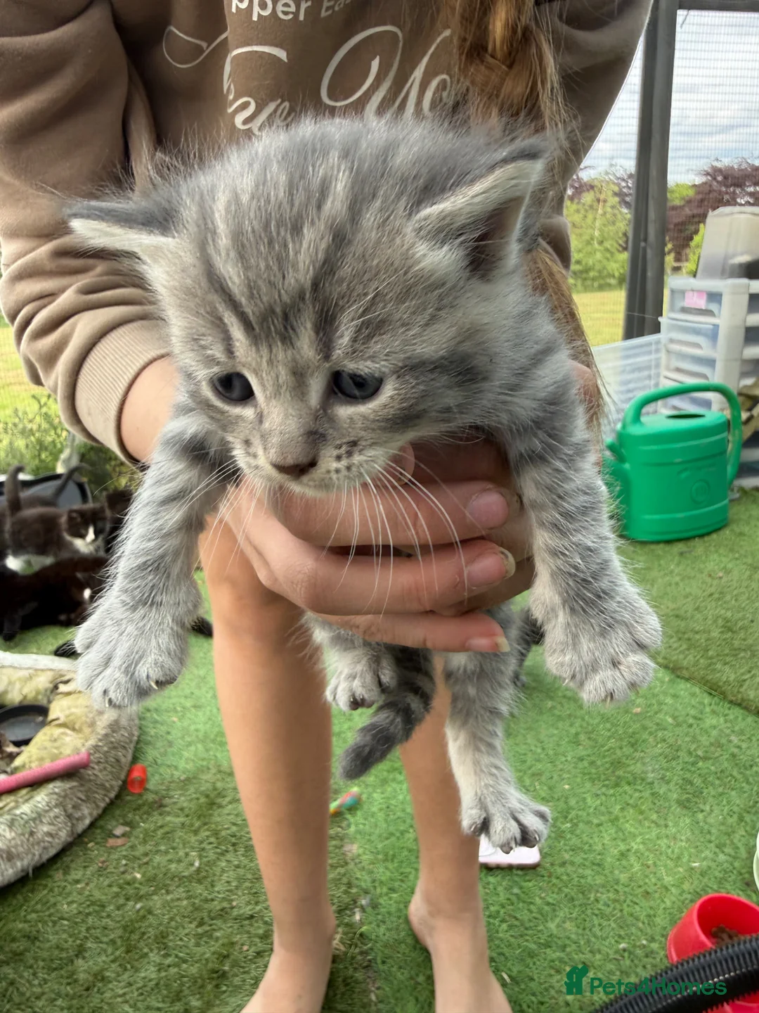 Mixed Breed cats for sale: Gorgeous Grey / Blue Girls  - Advert 21