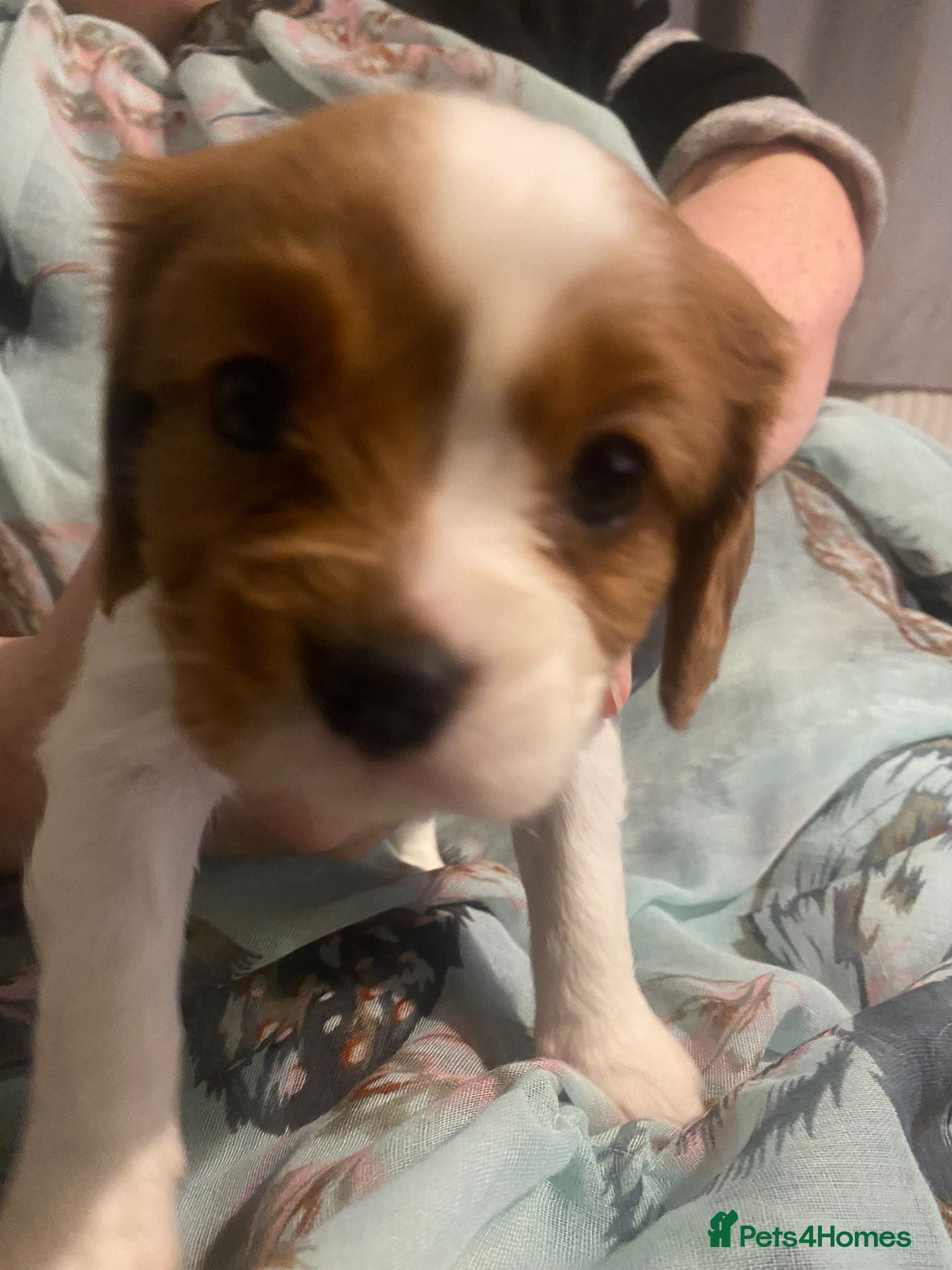 Cavalier King Charles Spaniel dogs Cavalier King Charles Spaniel Puppies - Advert 4