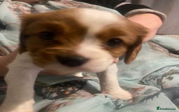 Cavalier King Charles Spaniel dogs for sale: Cavalier King Charles Spaniel Puppies - Advert 1