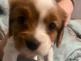 Cavalier King Charles Spaniel dogs Cavalier King Charles Spaniel Puppies - Advert 14