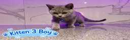 British Shorthair cats for sale: 🐾 Beautiful British Blue Kittens Available! 🐾💙 - Advert 23