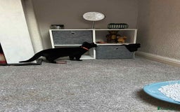 Mixed Breed cats for sale: Bonnie girl  - Image 4