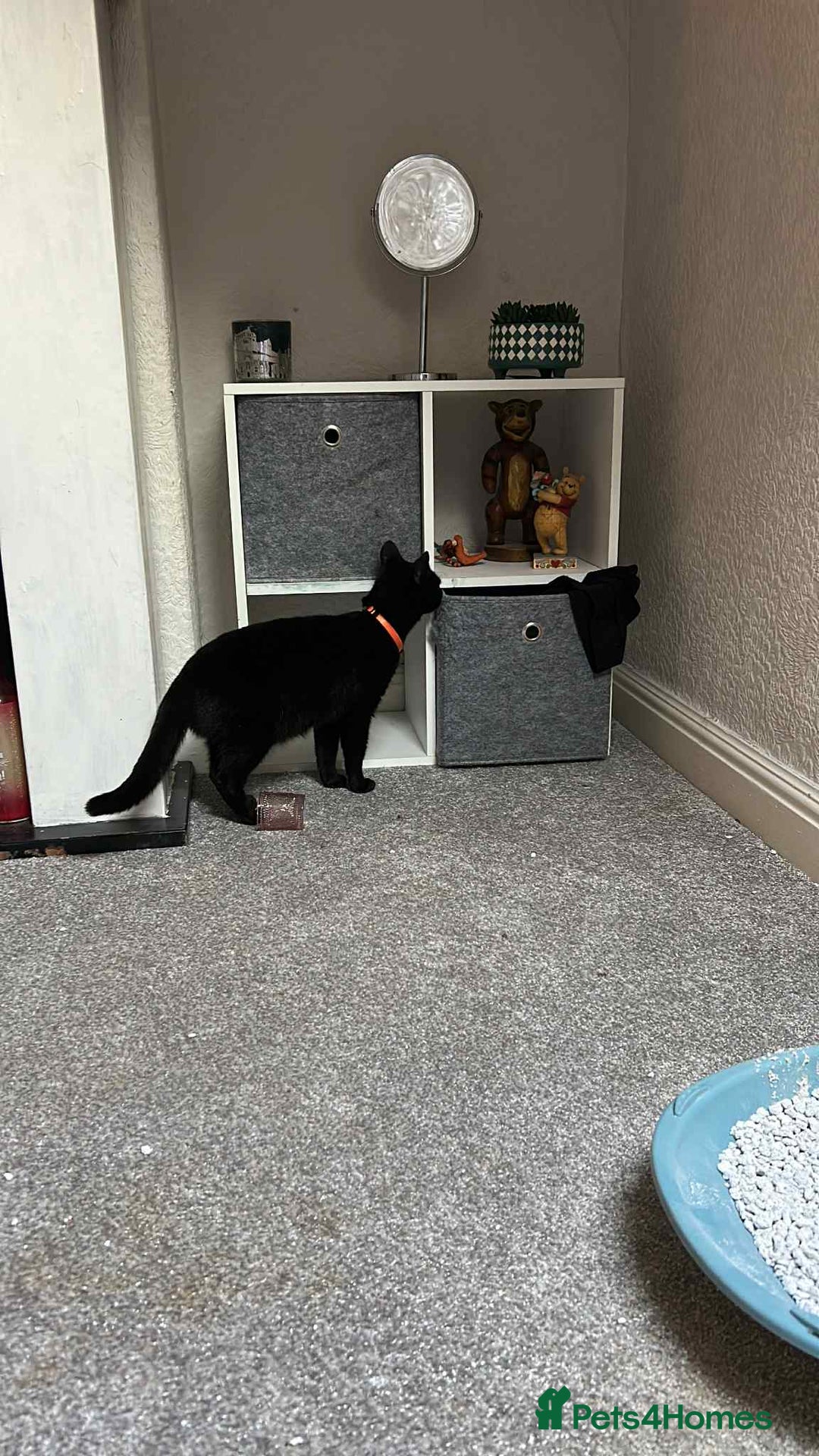 Mixed Breed cats for sale: Bonnie girl  - Image 4