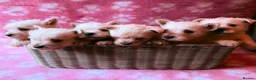 West Highland Terrier dogs for sale: 6 KC Registered West Highland Terrier Puppies  - Advert 1