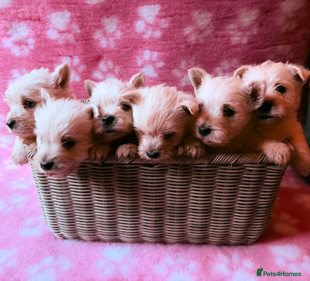 West Highland Terrier dogs for sale: 6 KC Registered West Highland Terrier Puppies  - Advert 1