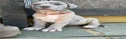 Mixed Breed dogs for sale: Neapolitan mastiff - Advert 10