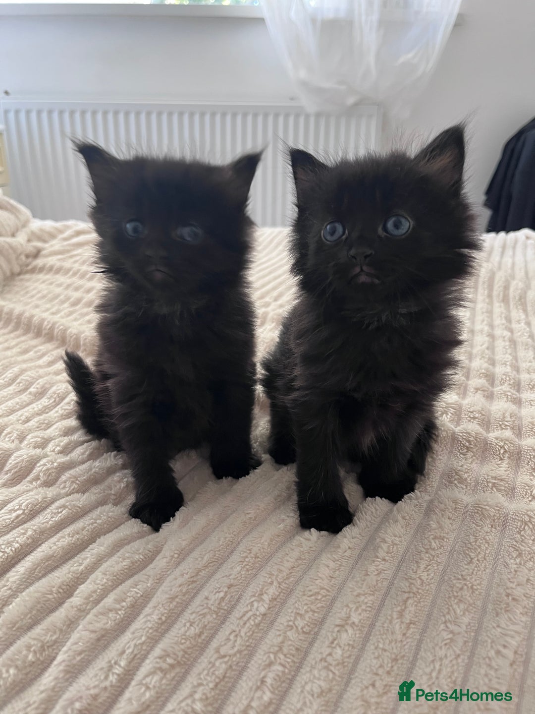 Domestic Shorthair cats for sale: kittens - Image 8